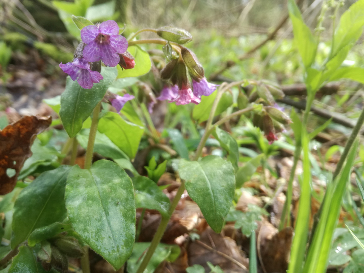 Blühendes Lungenkraut (Pulmonaria obscura) im Braken