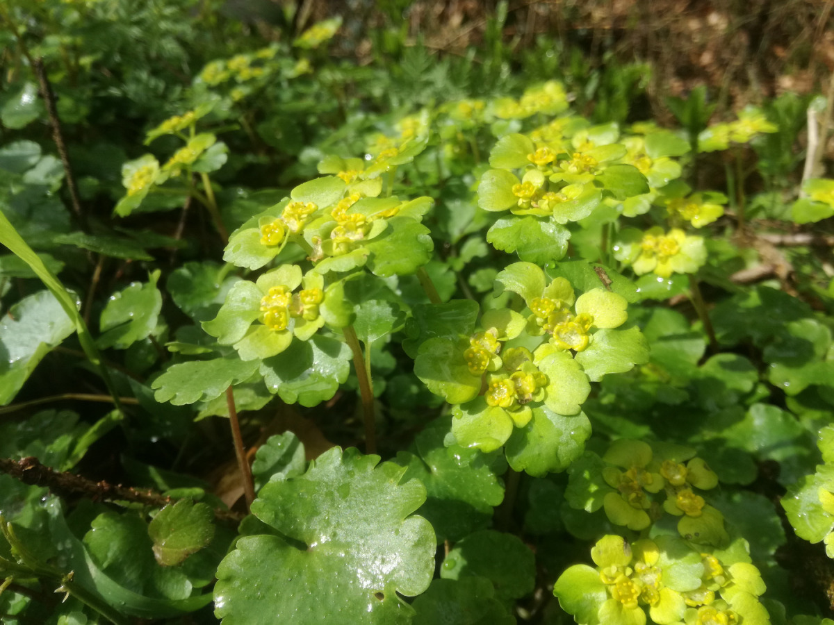 Teppich des gelb-grünen Milzkrauts (Chrysosplenium alternifolium)