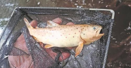 Fischsterben 2023