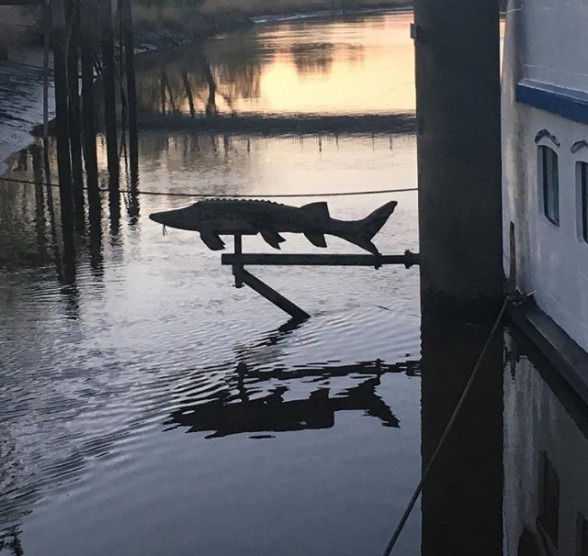 "Hein Stör", Oberndorf