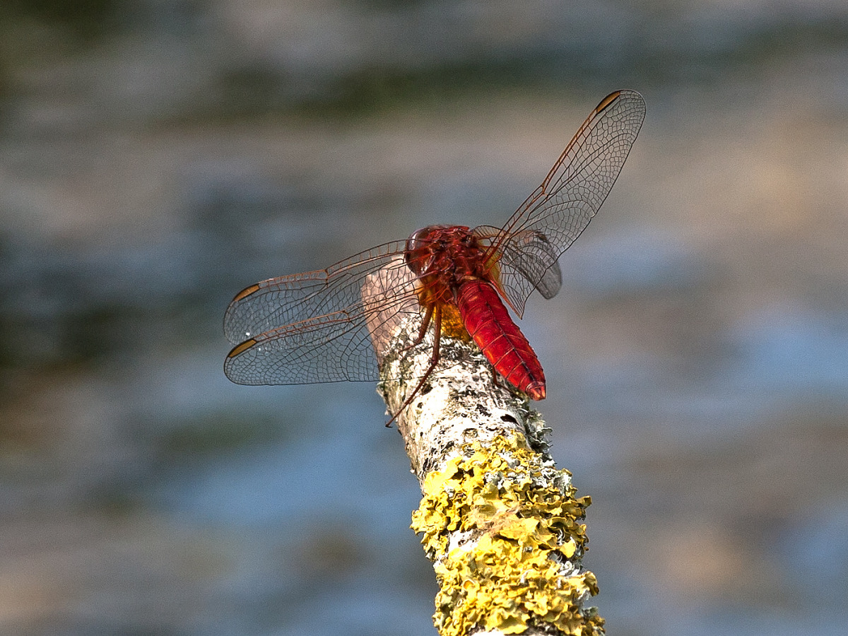 Der Natur auf der Spur &ndash; Feuerlibelle.