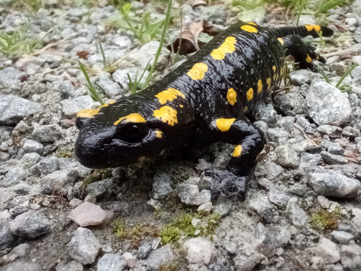 Feuersalamander im braken