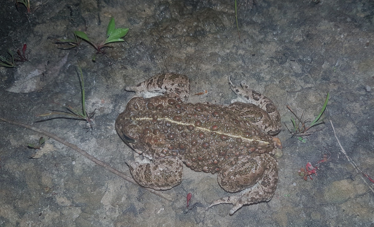 Männchen der Kreuzkröte in der Sandgrube Bötersen