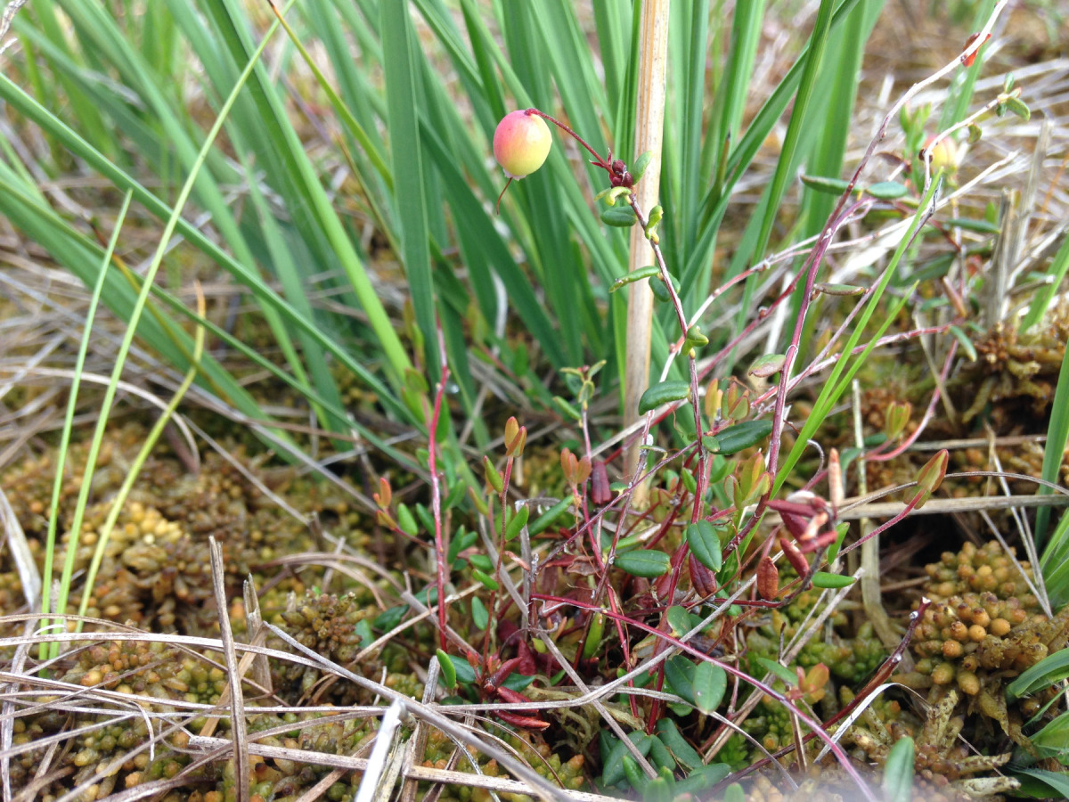 Fruchtende Moosbeere