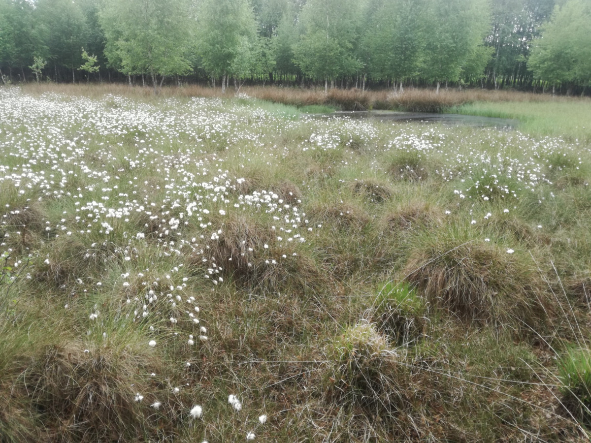 Fruchtstände der schützenswerten Wollgras-Flur im Naturschutzgebiet Swatte Flag.