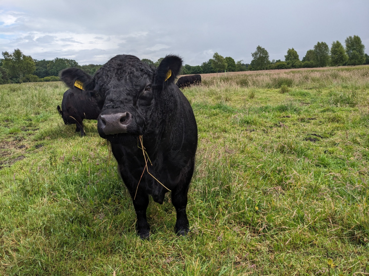 Gallowaybulle passt auf seine Herde auf