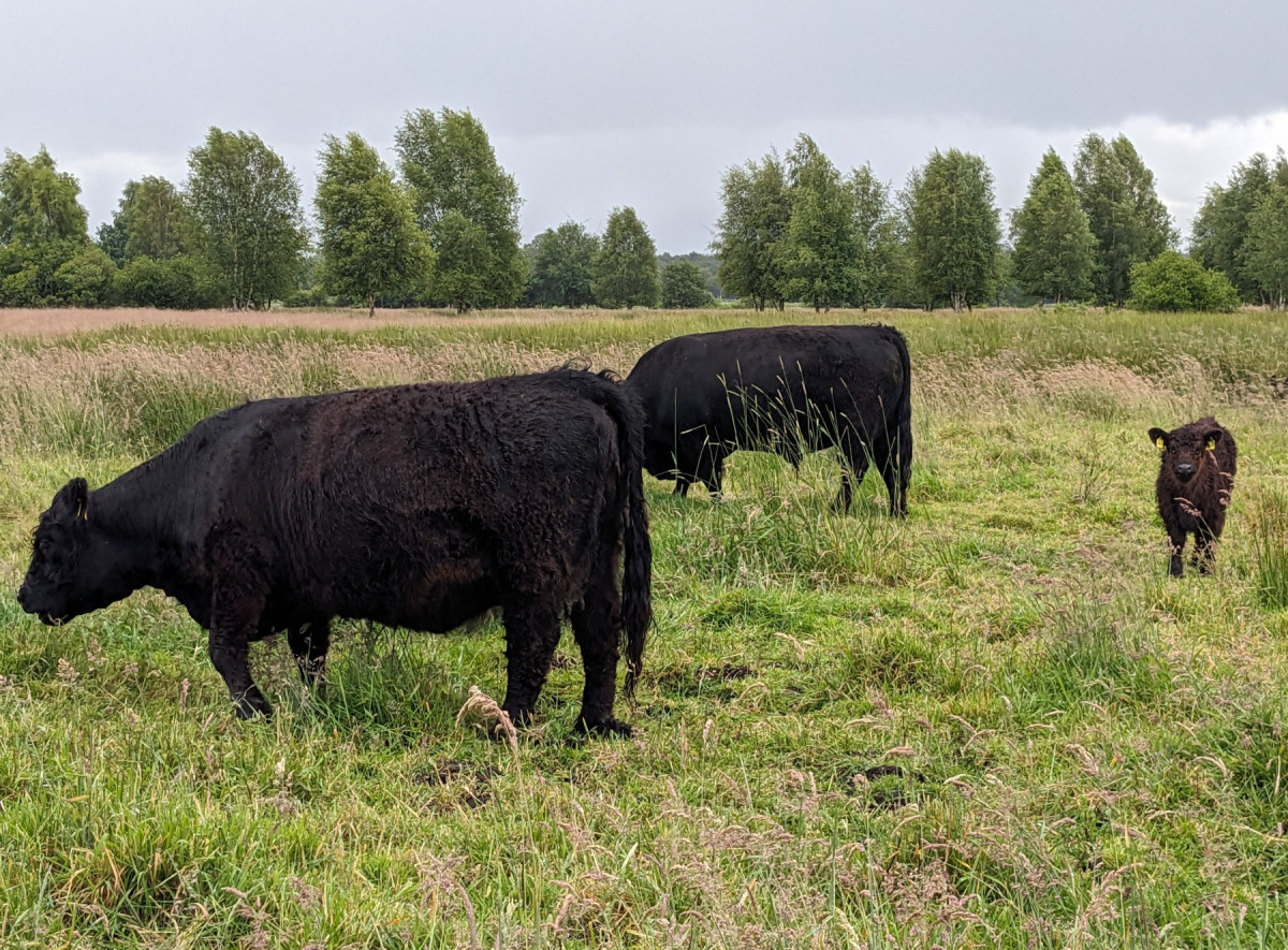 Galloways beweiden Magerweide