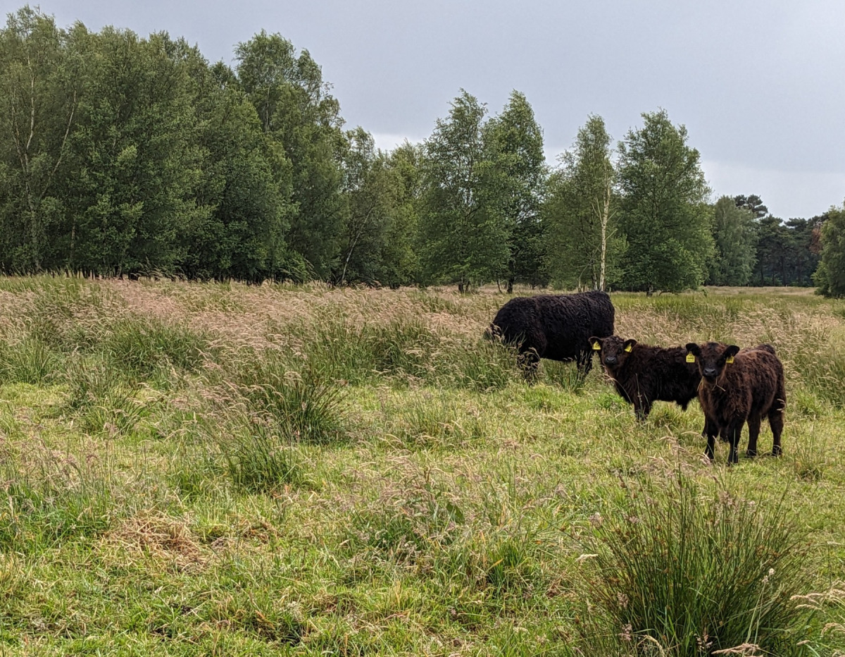 Galloways beweiden Schutzgebiet