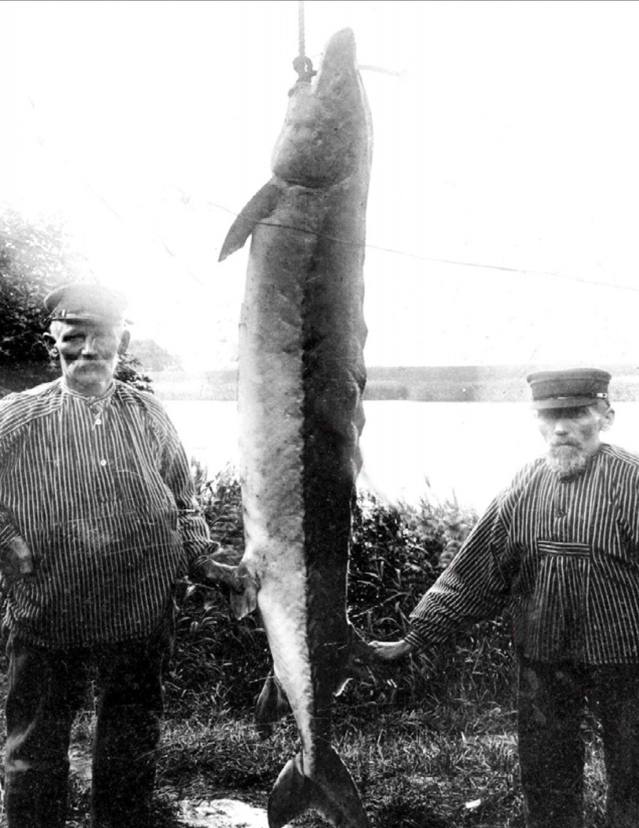 historische Aufnahme: zwei alte Fischer präsentieren einen riesigen Stör am Haken