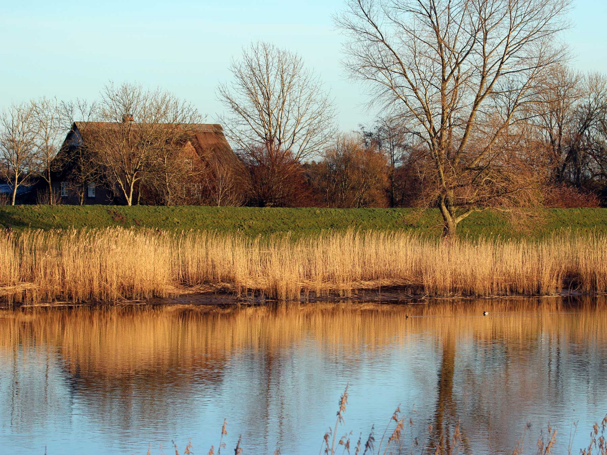 Ostedeich