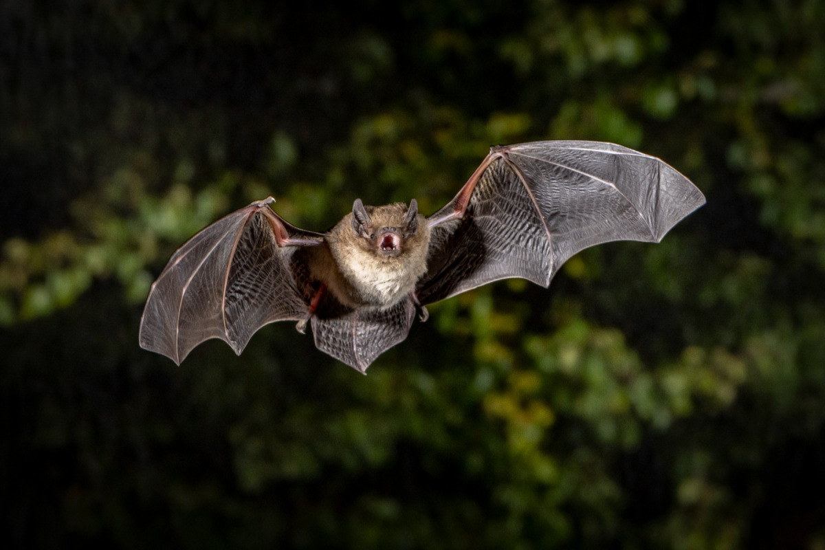 Rauhautfledermaus