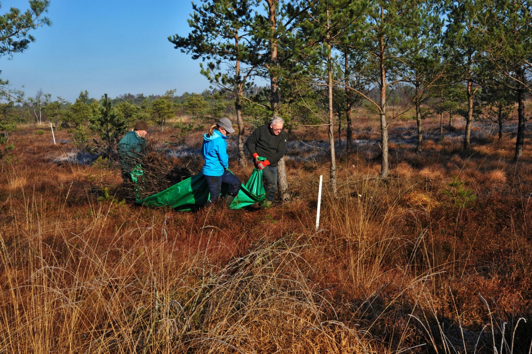 Naturschutzeinsatz mit Unterstützung durch ehrenamtliche Helfer auf einer wertvollen Regenerationsfläche im Hohen Moor. Foto: ÖNSOR, H. B. Schikora