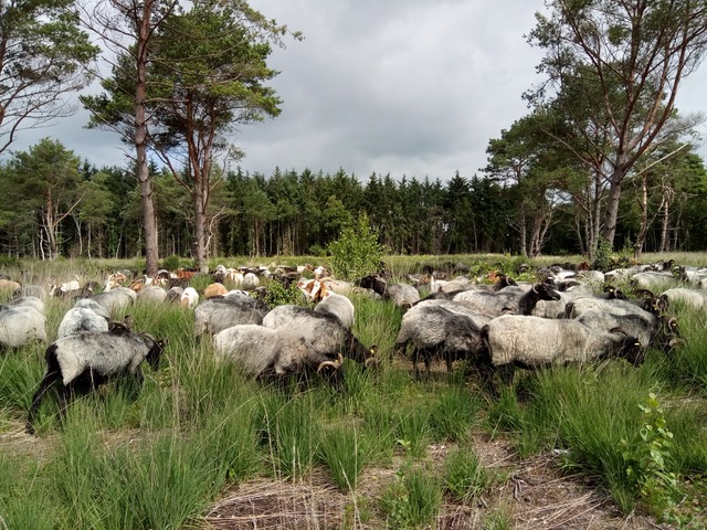 Schafe und Ziegen_Foto Sarina Pils